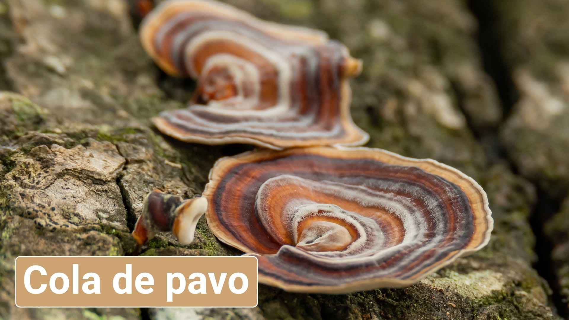 cola de pavo para perros